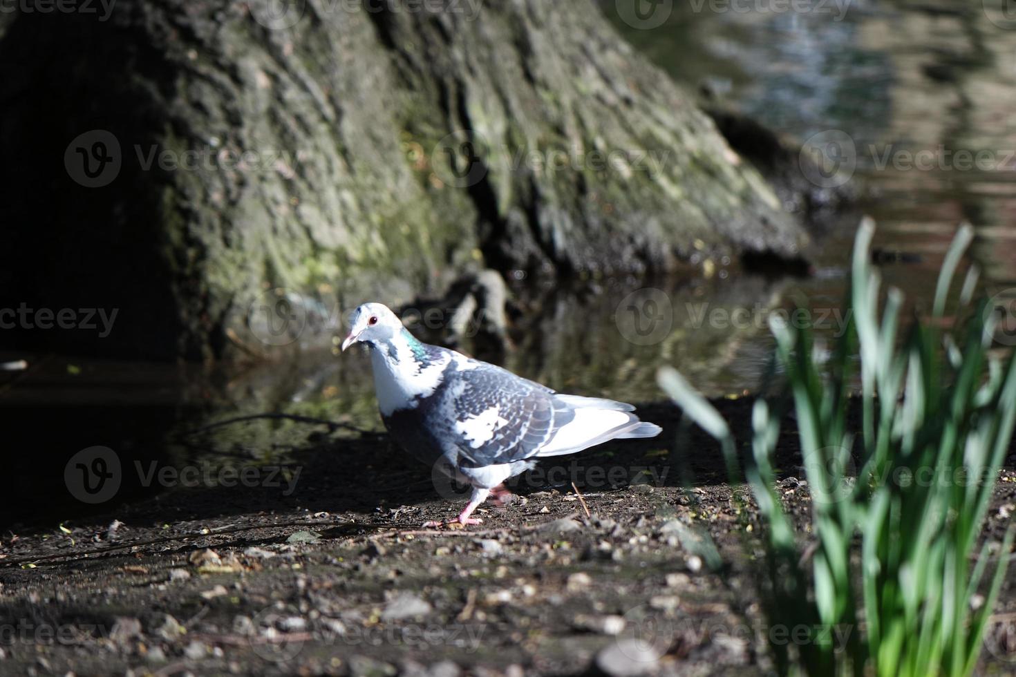 süß Wasser Vögel beim das See von Öffentlichkeit Park von Luton England Vereinigtes Königreich foto