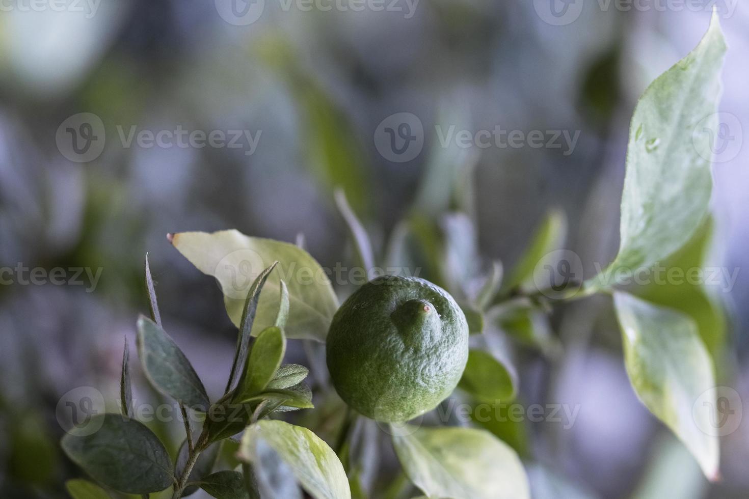 frische grüne Zitronenlimetten am Baum im Bio-Garten foto