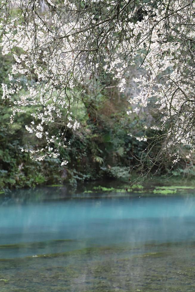 Geäst von ein Baum mit Weiß Blüten hängen Über das Oberfläche von ein Blau See im das Sonnenlicht im früh Frühling. unkonzentriert. Makro. foto