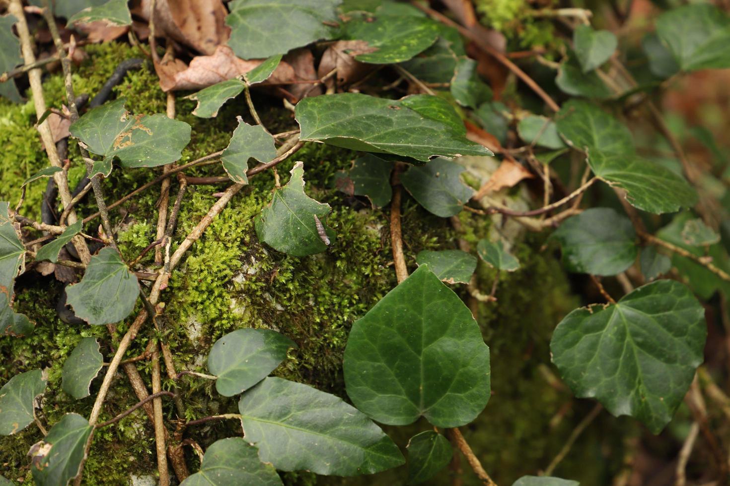 hell Grün wild Blätter wickeln um ein Stein bedeckt mit Moos im ein Frühling Berg Wald.unfokussiert. Makro. foto