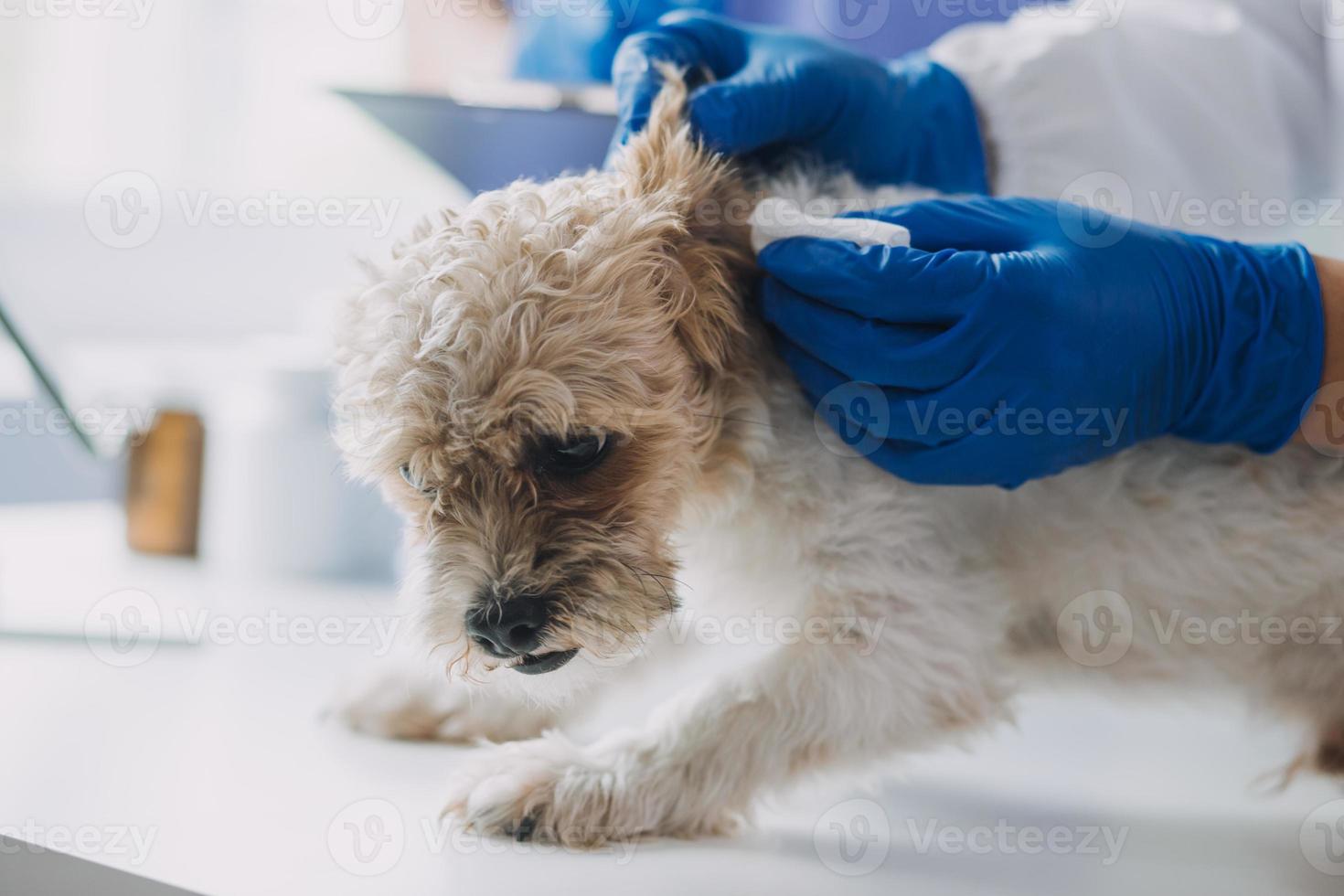 Tierarzt Prüfung Hund und Katze. Hündchen und Kätzchen beim Tierarzt Arzt. Tier Klinik. Haustier prüfen oben und Impfung. Gesundheit Pflege. foto