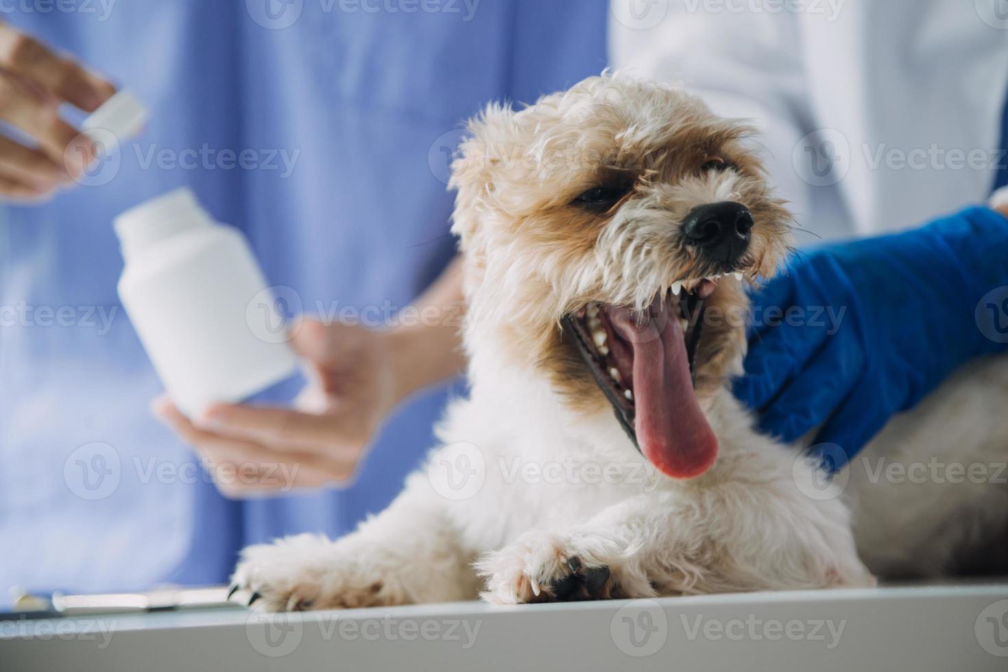 Tierarzt Prüfung Hund und Katze. Hündchen und Kätzchen beim Tierarzt Arzt. Tier Klinik. Haustier prüfen oben und Impfung. Gesundheit Pflege. foto