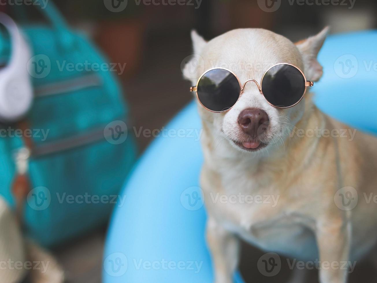 glücklich braun kurz Haar Chihuahua Hund tragen Sonnenbrille, Stehen im Blau Schwimmen Ring mit Reise Zubehör, Stroh Hut, Rucksack und Kopfhörer. foto