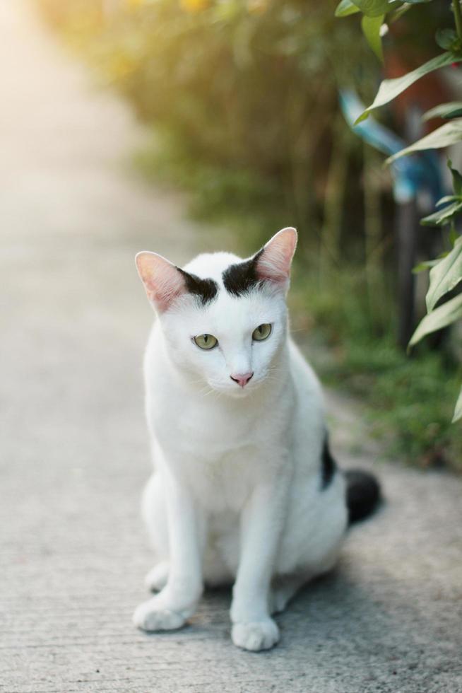 Weiß Katze genießen im das Garten foto