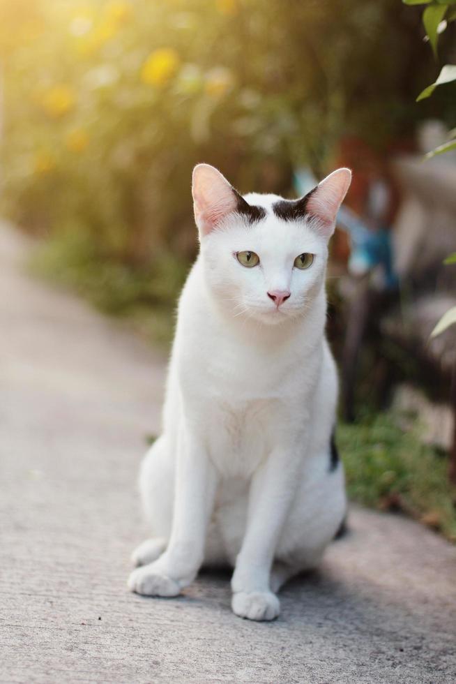 Weiß Katze genießen im das Garten foto
