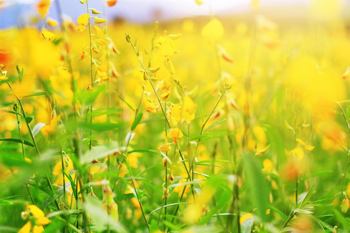 schön Gelb Sonne Hanf Blumen oder Crotalaria Juncea Bauernhof im schön Sonnenlicht auf das Berg im thailand.a Art von Hülsenfrucht. foto