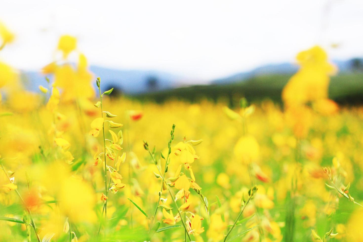 schön Gelb Sonne Hanf Blumen oder Crotalaria Juncea Bauernhof im schön Sonnenlicht auf das Berg im thailand.a Art von Hülsenfrucht. foto