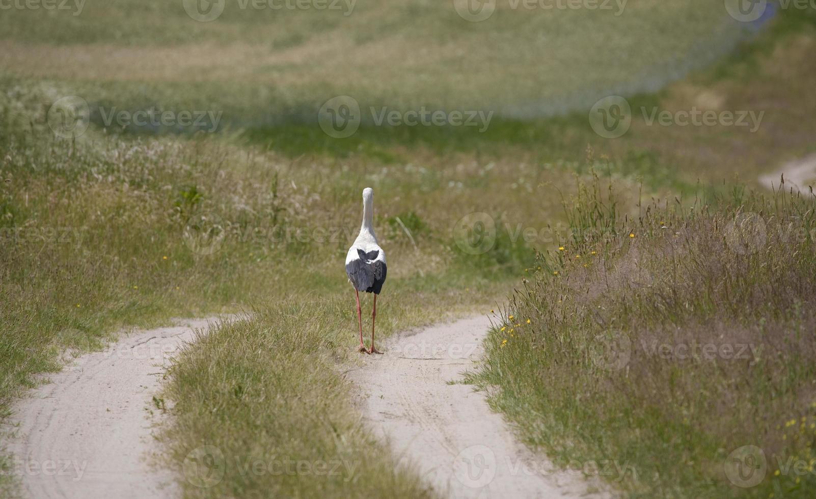 Storch auf das Wiese im Sommer- foto