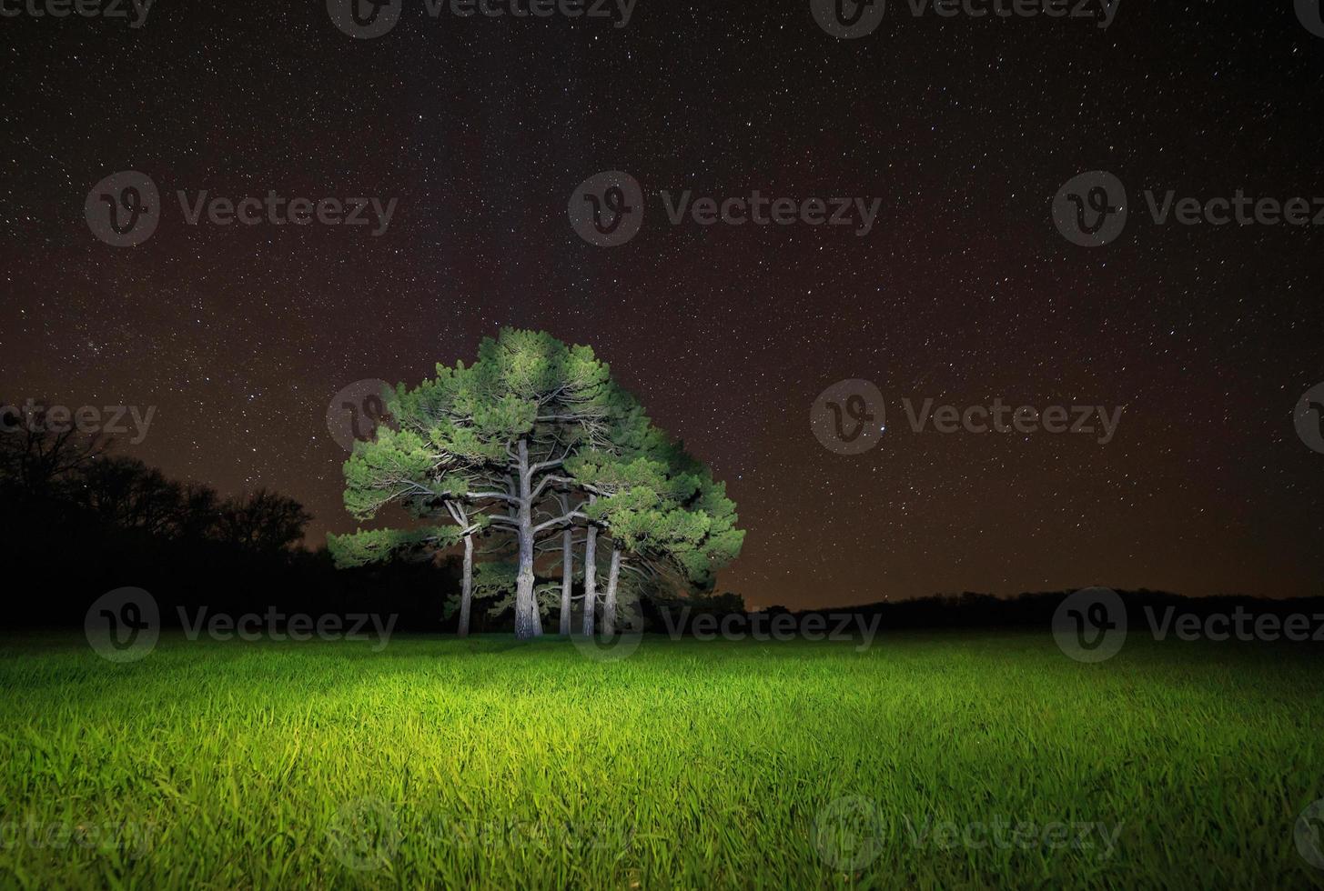 Aussicht auf Kiefer Baum gegen sternenklar Nacht Himmel foto