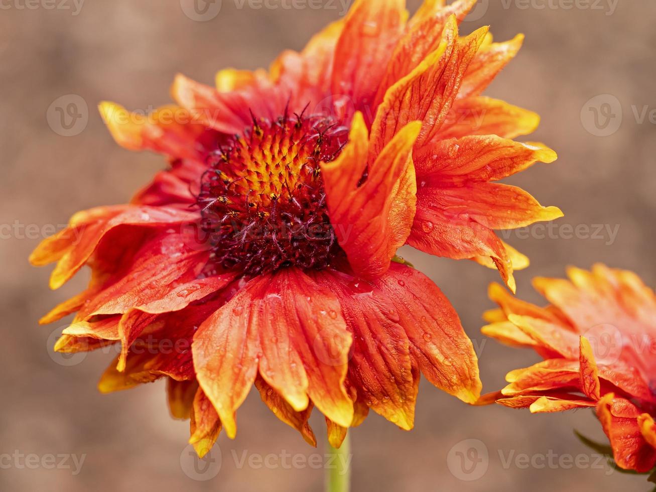 Nahaufnahme einer Deckenblume der Gaillardia Grandiflora foto