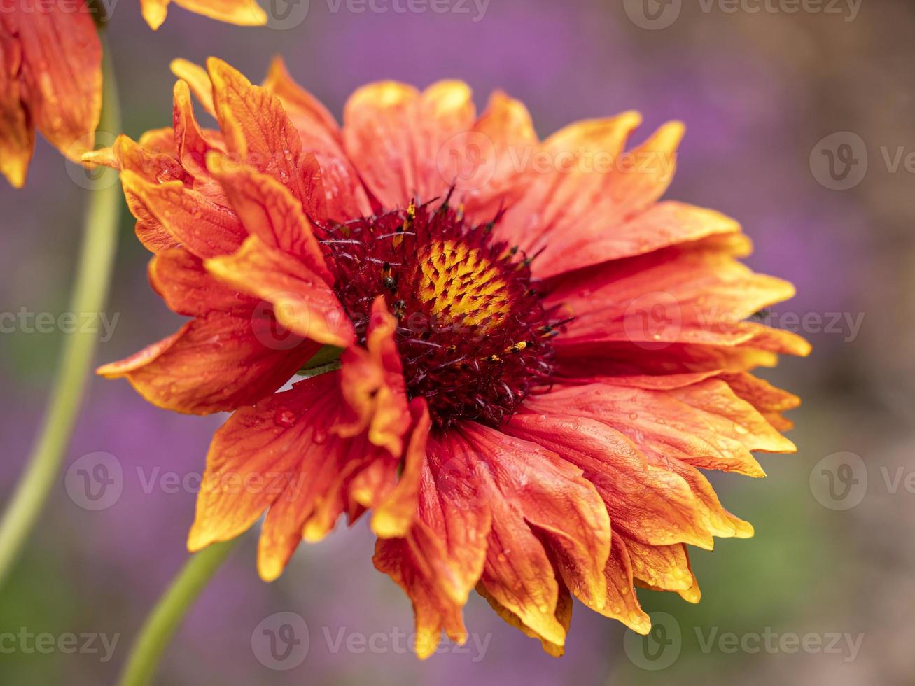 Nahaufnahme einer schönen Grandiflora-Blume foto