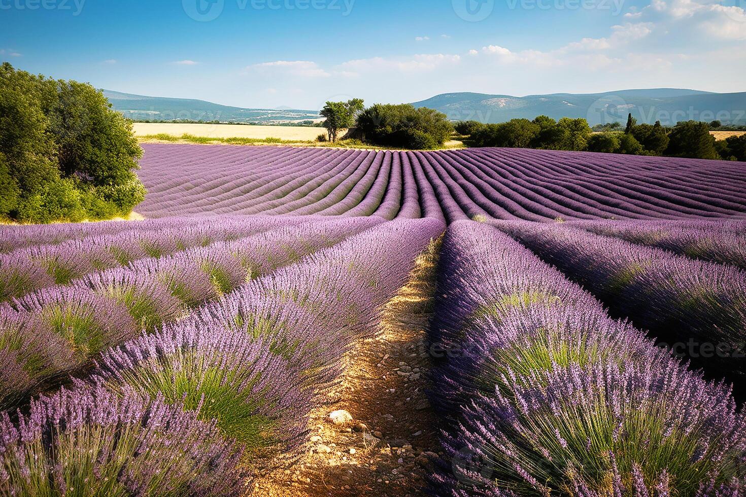 Lavendel Landschaft im das Stil von Provence. gepflegt Reihen von Lavendel beim Sonnenuntergang. generativ ai foto