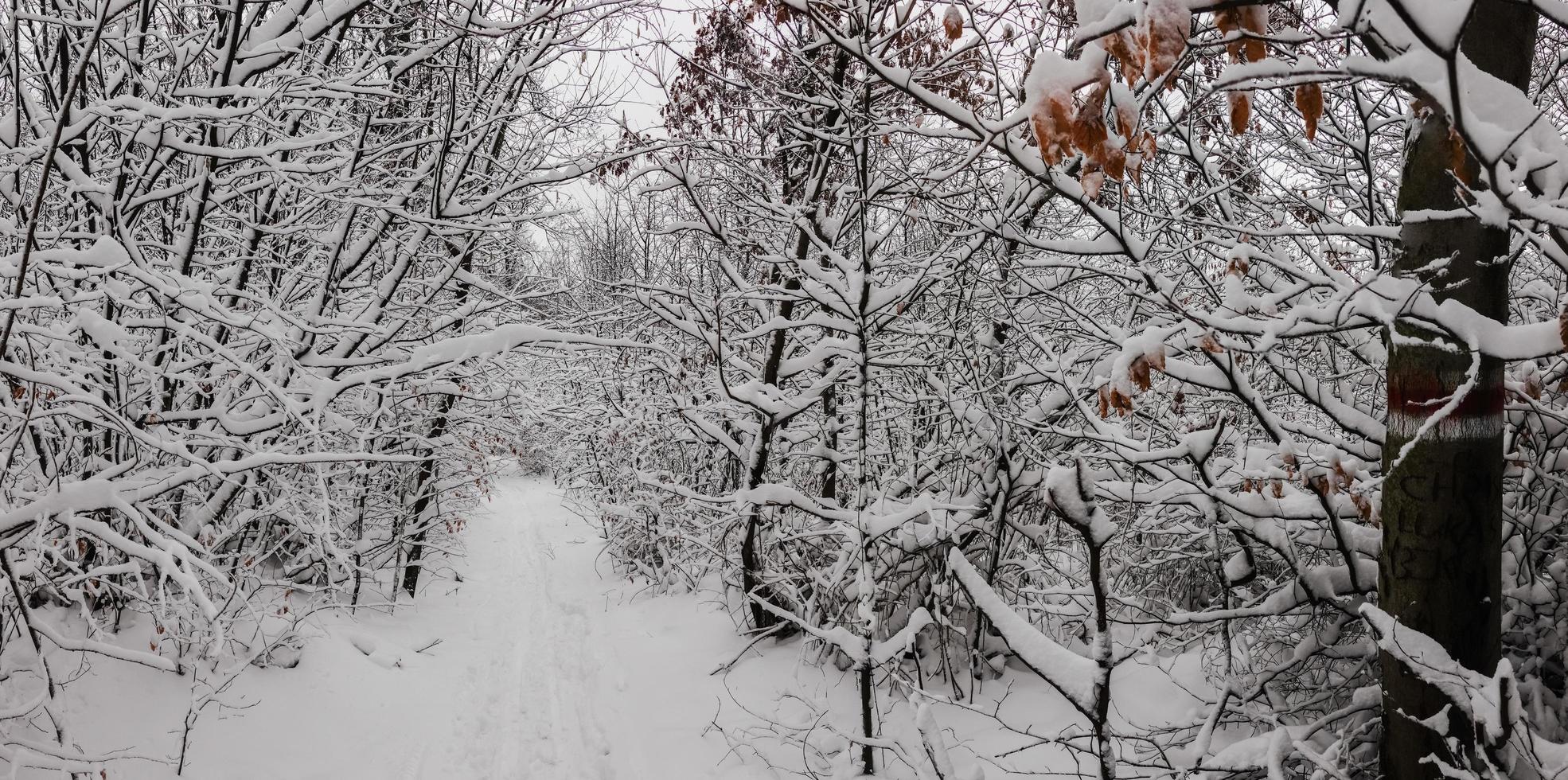 Wandern Pfad mit Menge von Schnee beim das Geäst von Bäume und Sträucher im das Wald Panorama foto