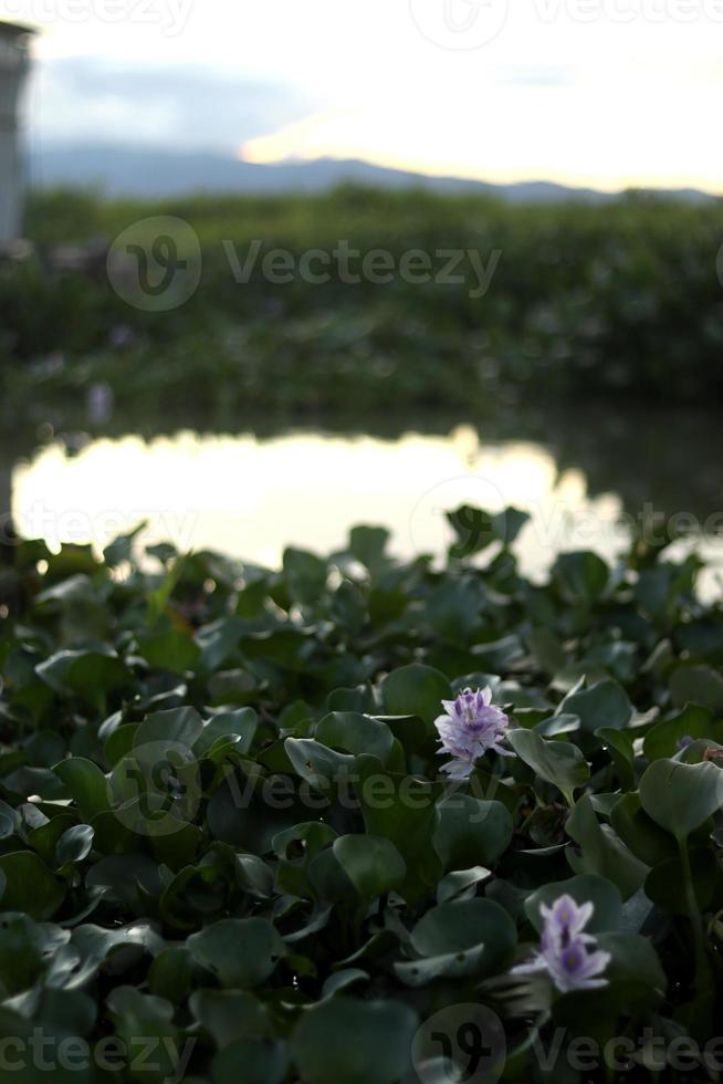 Wasser Hyazinthe mit ein Single lila Blume foto