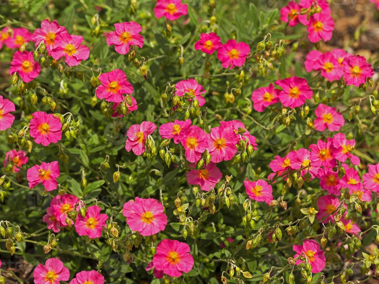 rosa Felsenrosenblumen foto