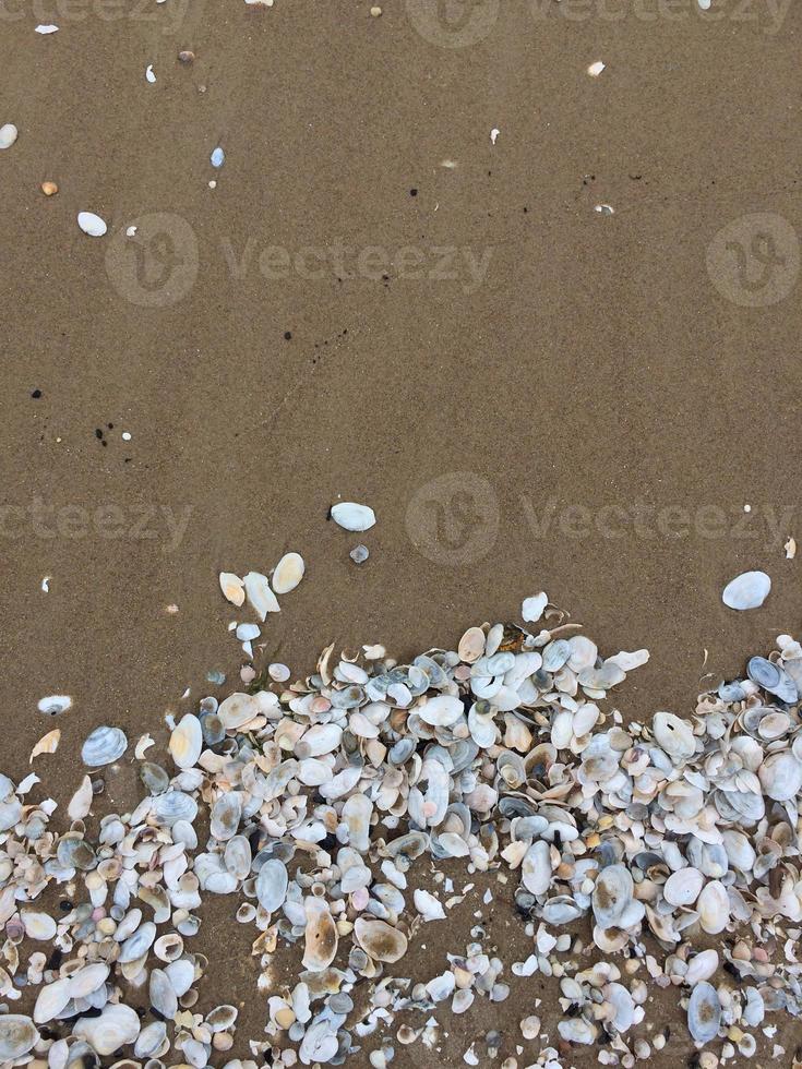 Muster von Muscheln auf das Sand, texturiert Hintergrund. Meer Muscheln auf das Strand von das baltisch Meer. foto