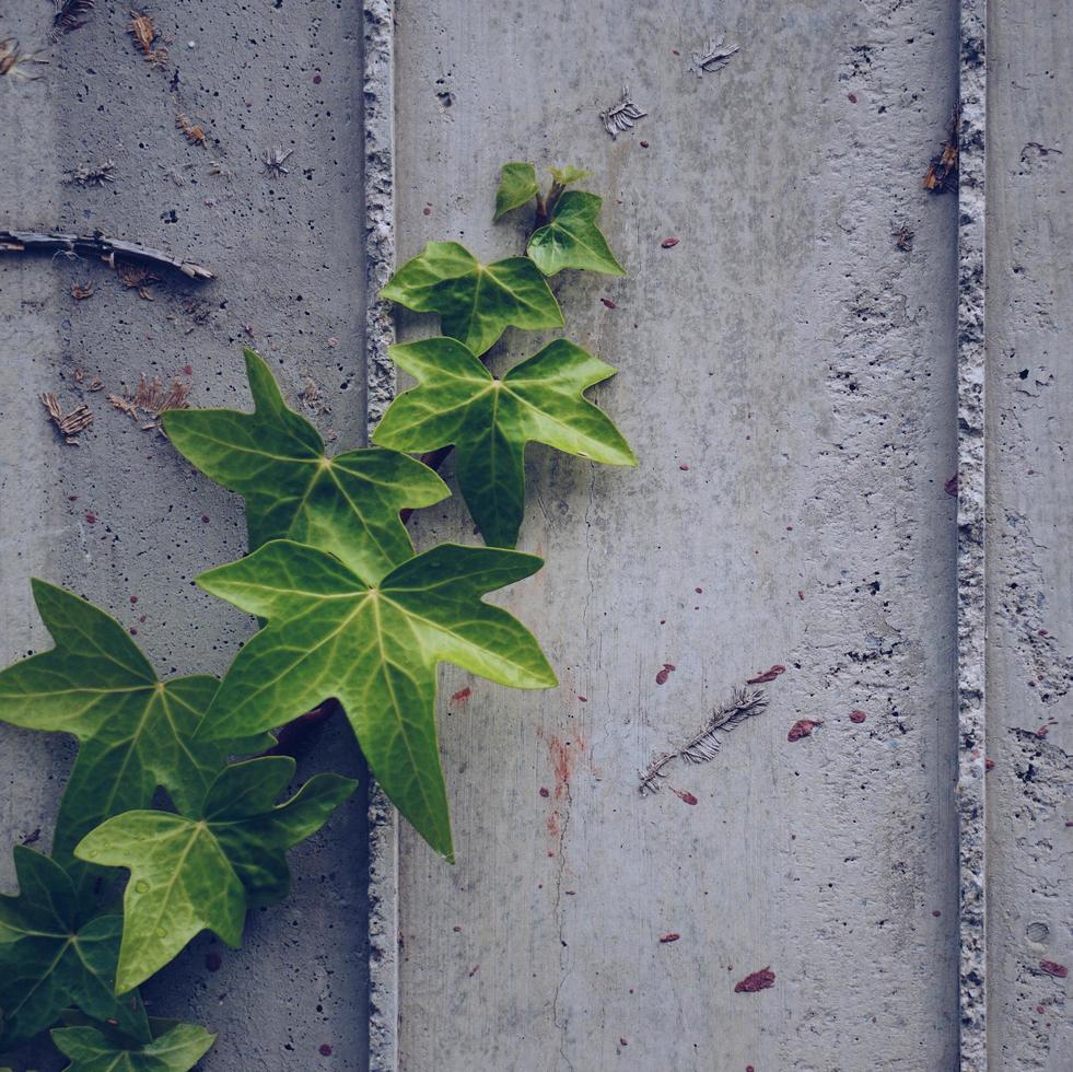 grüne Blätter an der grauen Wand in der Frühlingssaison foto