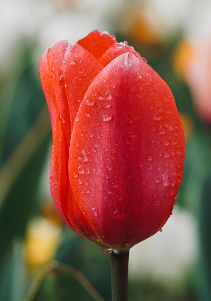 rosa und rote Tulpen im Garten in der Frühlingssaison foto