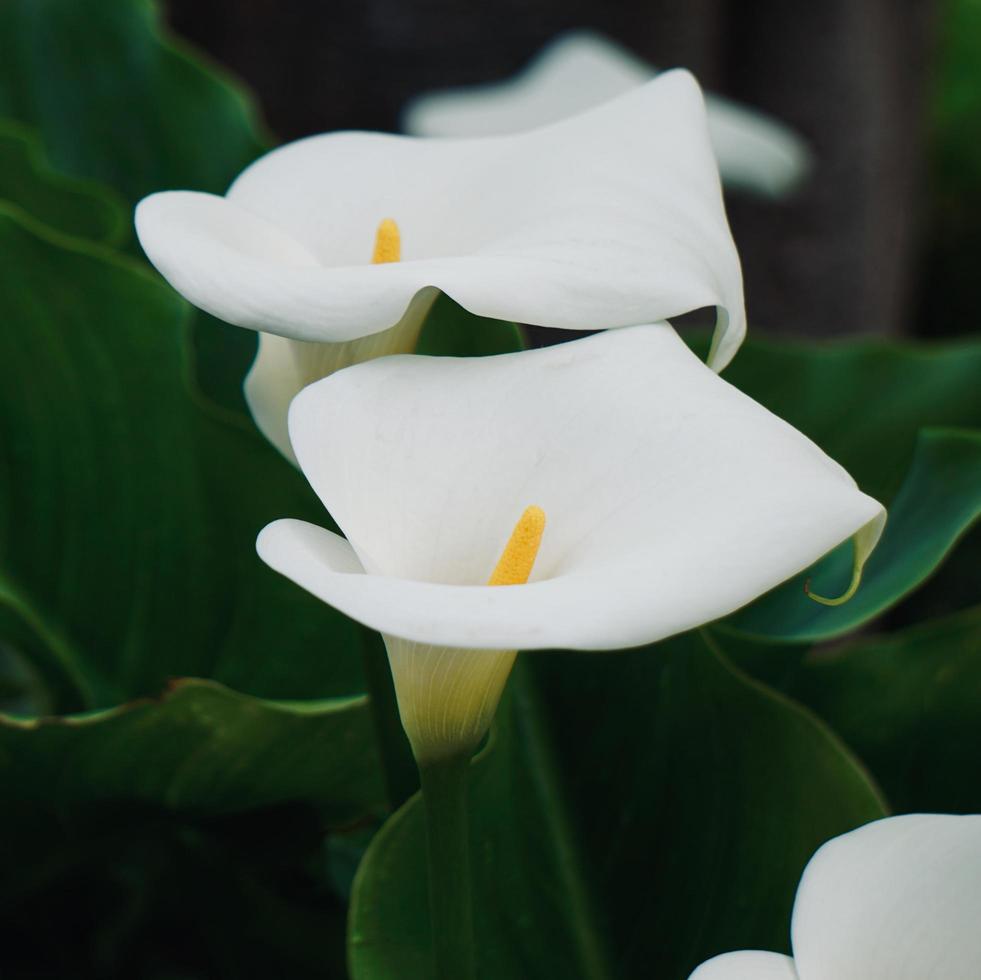 schöne Lilie Calla Blume im Garten in der Frühlingssaison foto