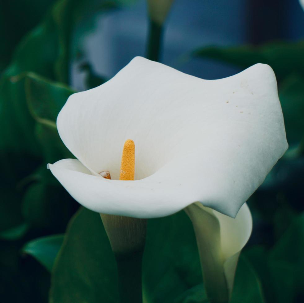 schöne Lilie Calla Blume im Garten in der Frühlingssaison foto