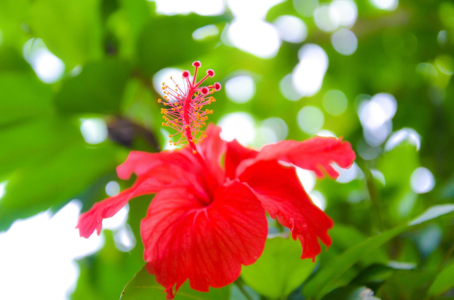 schön rot Hibiskus Blume im das Garten mit Bokeh Natur Hintergrund. foto