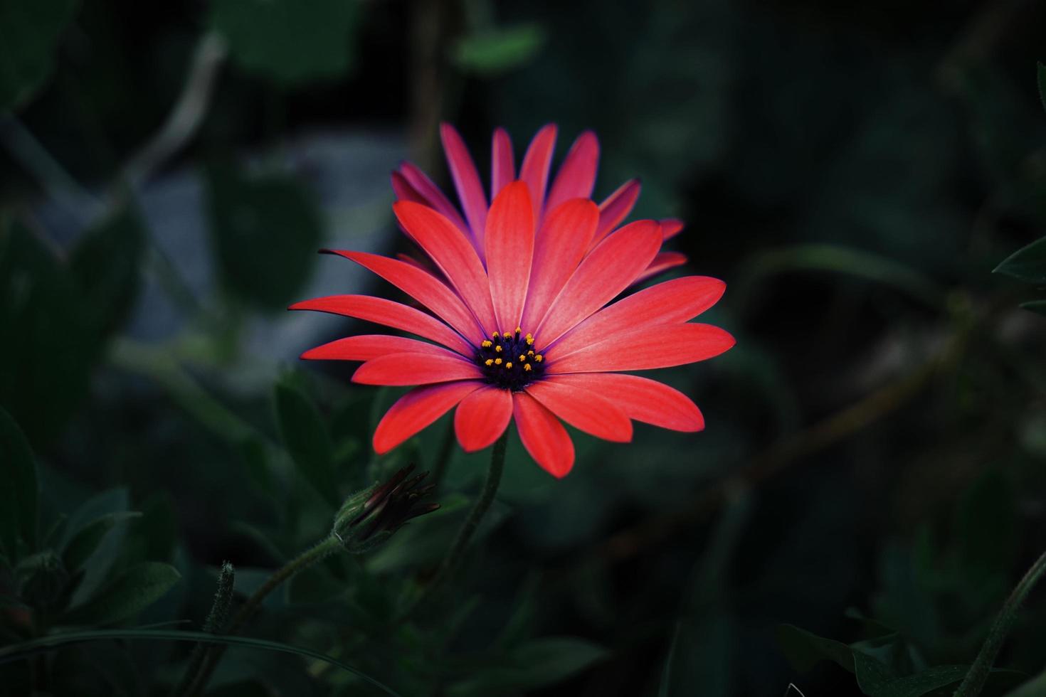 schöne rote Blumenpflanze im Garten im Frühling foto