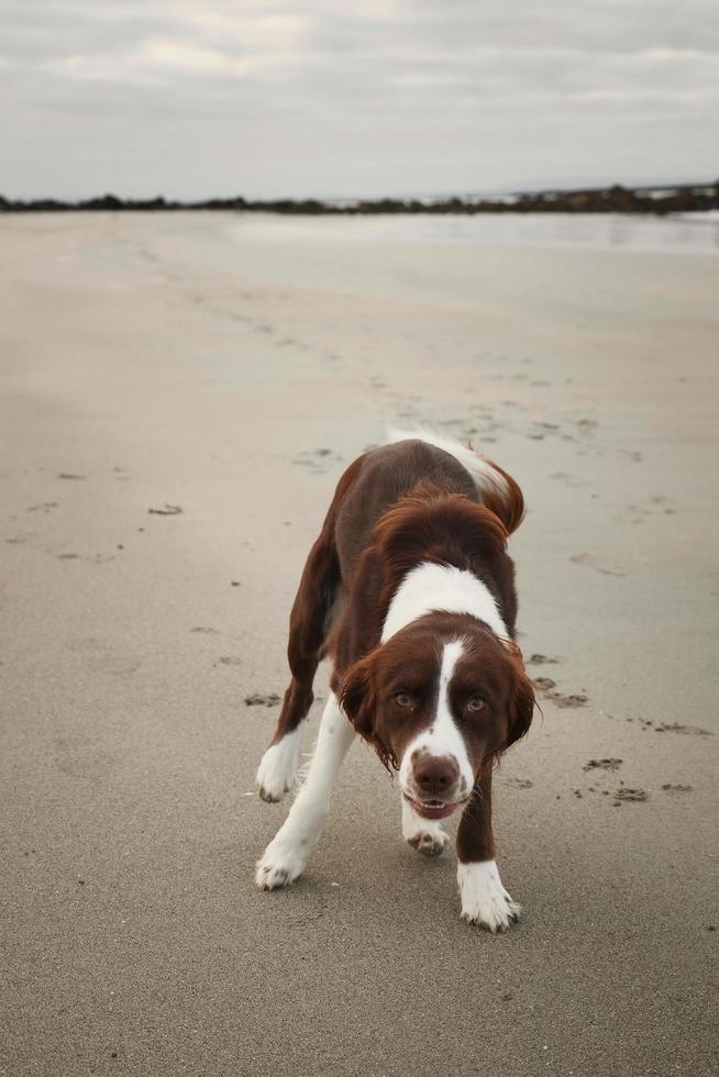 Porträt Schuss von schön braun Weiß Hund spielen auf das sandig Strand foto