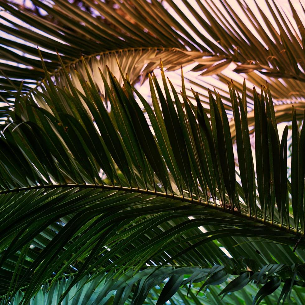 Palmengrüne Blätter foto