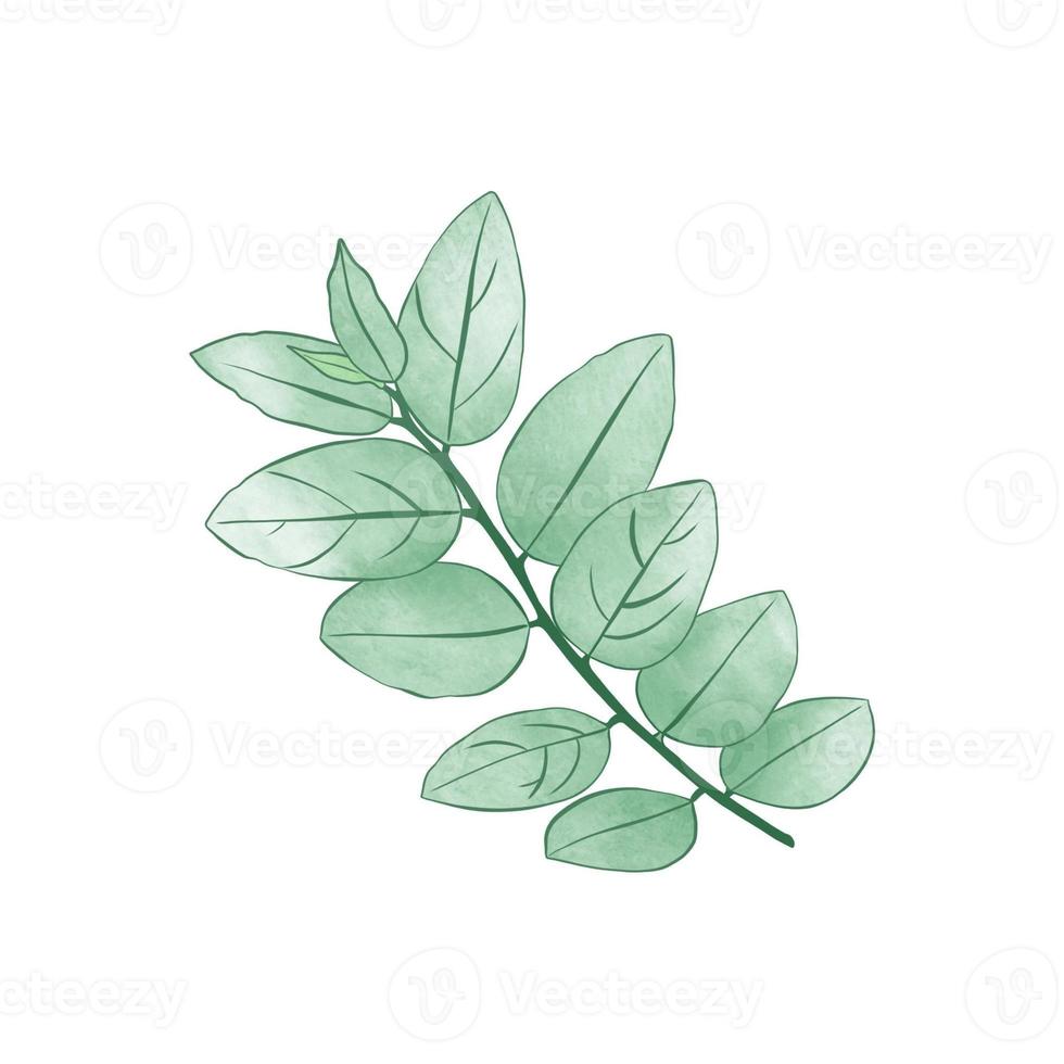 Aquarell Blätter Clip Art Illustration foto