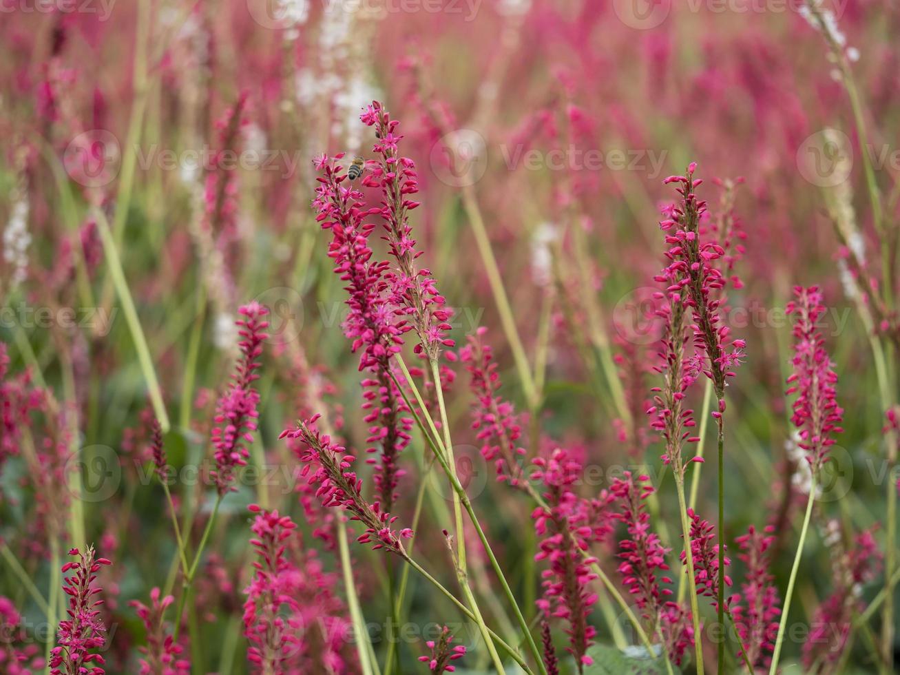 rote Blüten mit weichem Fokus foto