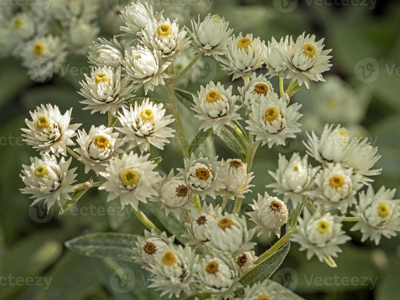 kleine weiße Blüten foto