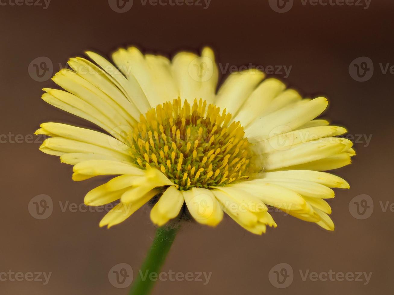 gelbe Fleabane-Blume foto
