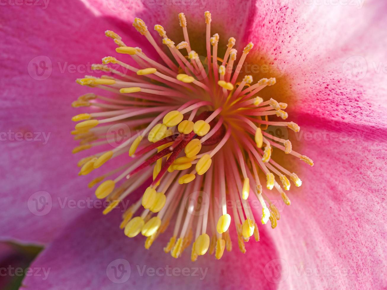 Nahaufnahme einer rosa Nieswurzblume foto