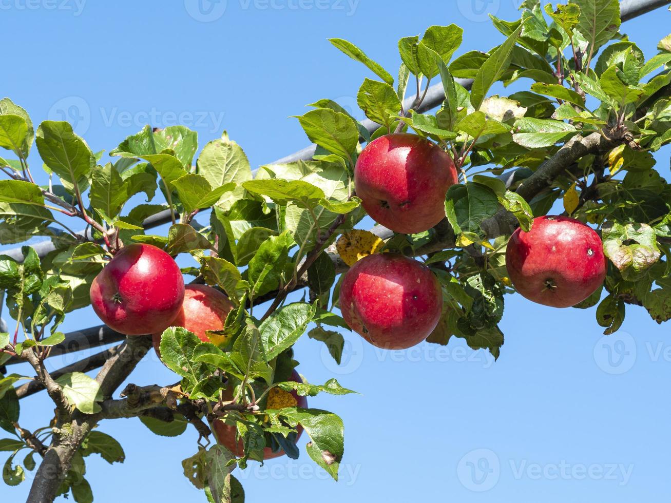 rote Äpfel, die auf einem Ast reifen foto