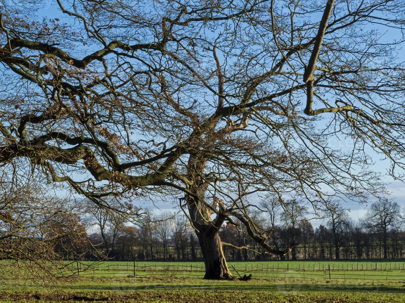 kahler Winterbaum foto