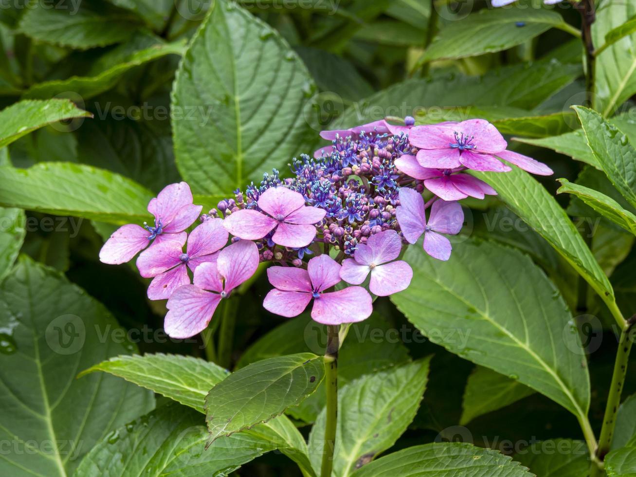 rosa und blaue Hortensie foto