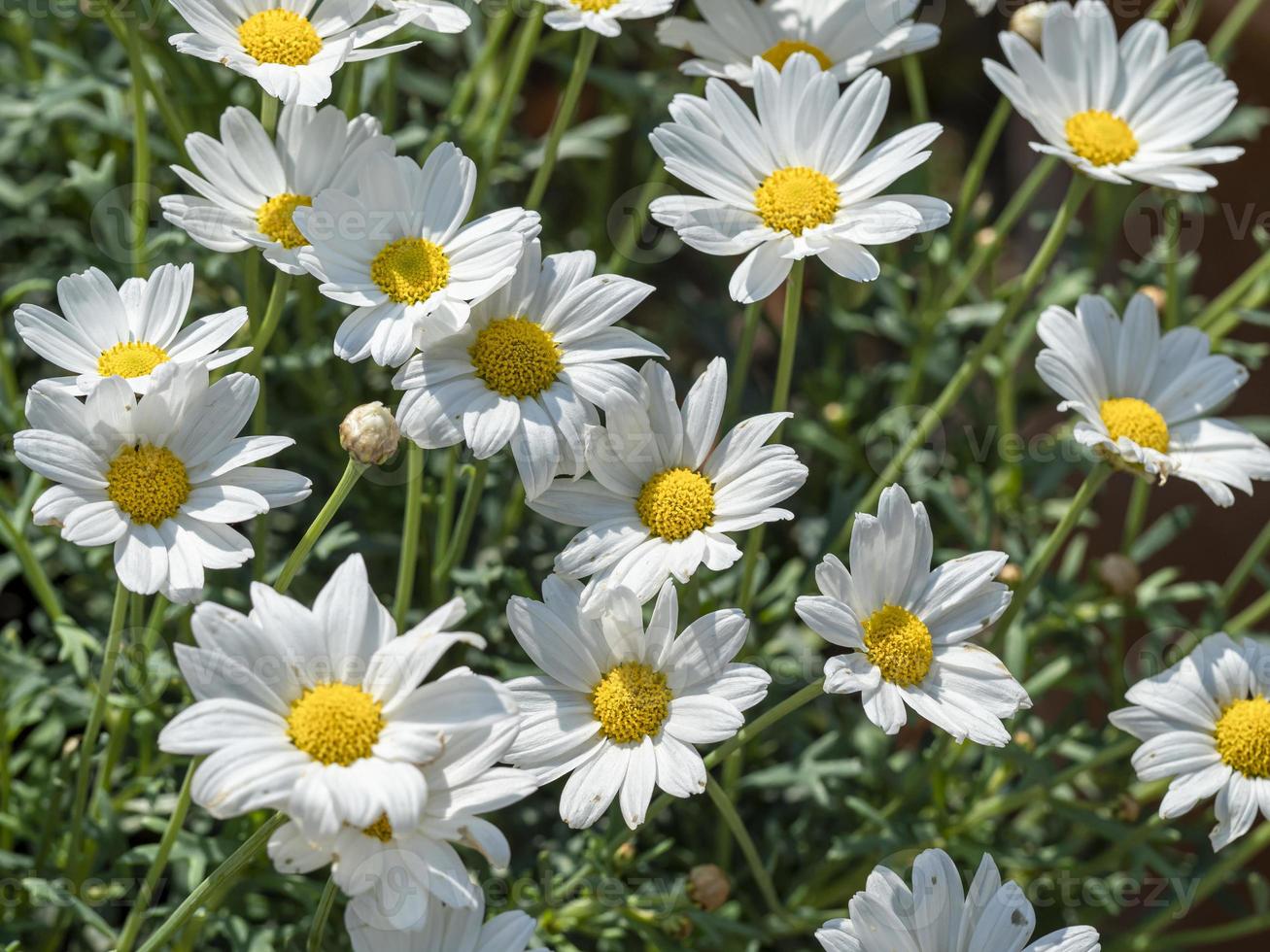 weiße Gänseblümchen in einem sonnigen Garten foto