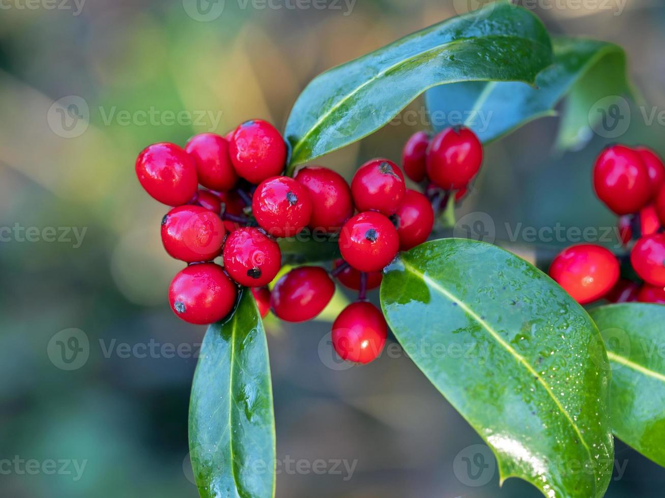 glänzend rote Stechpalmenbeeren und grüne Blätter foto