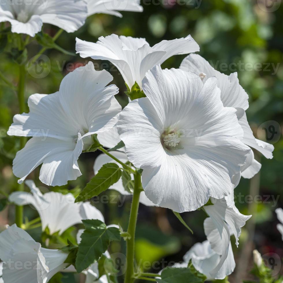 weiße Lavatera blüht in einem Garten foto