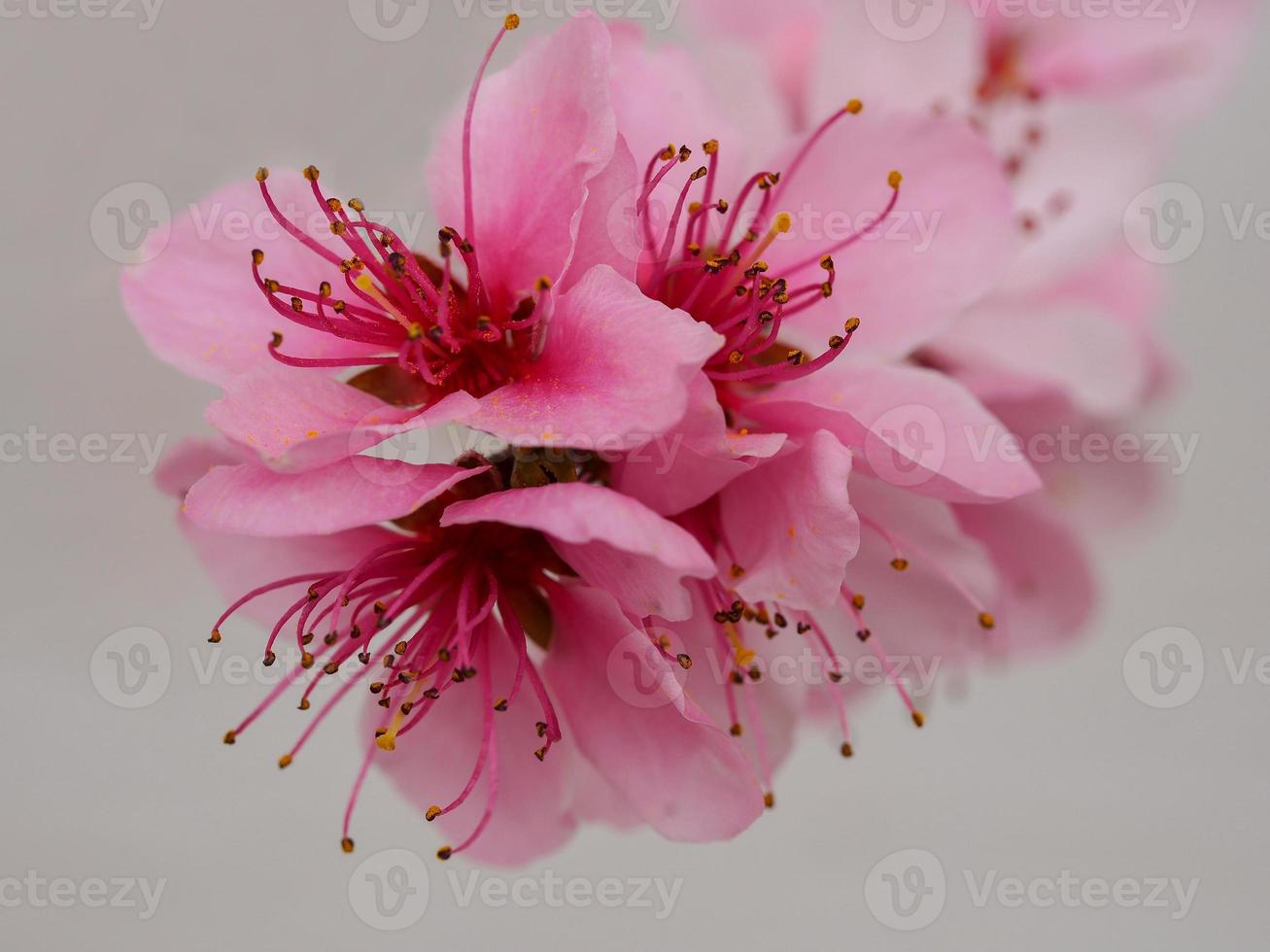 Nahaufnahme von Pfirsichblüten foto
