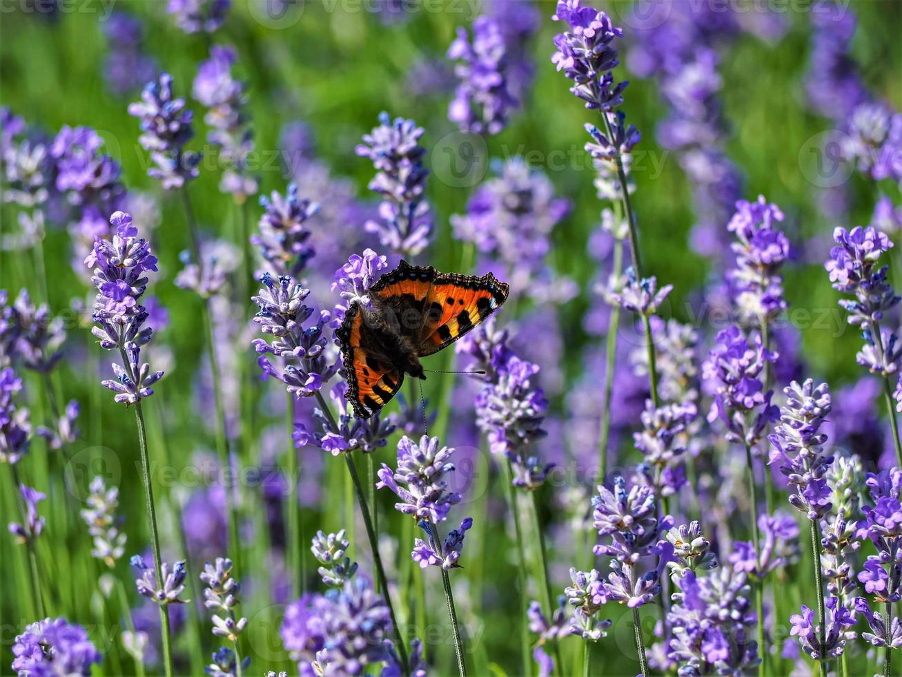 Schmetterling auf Lavendel foto
