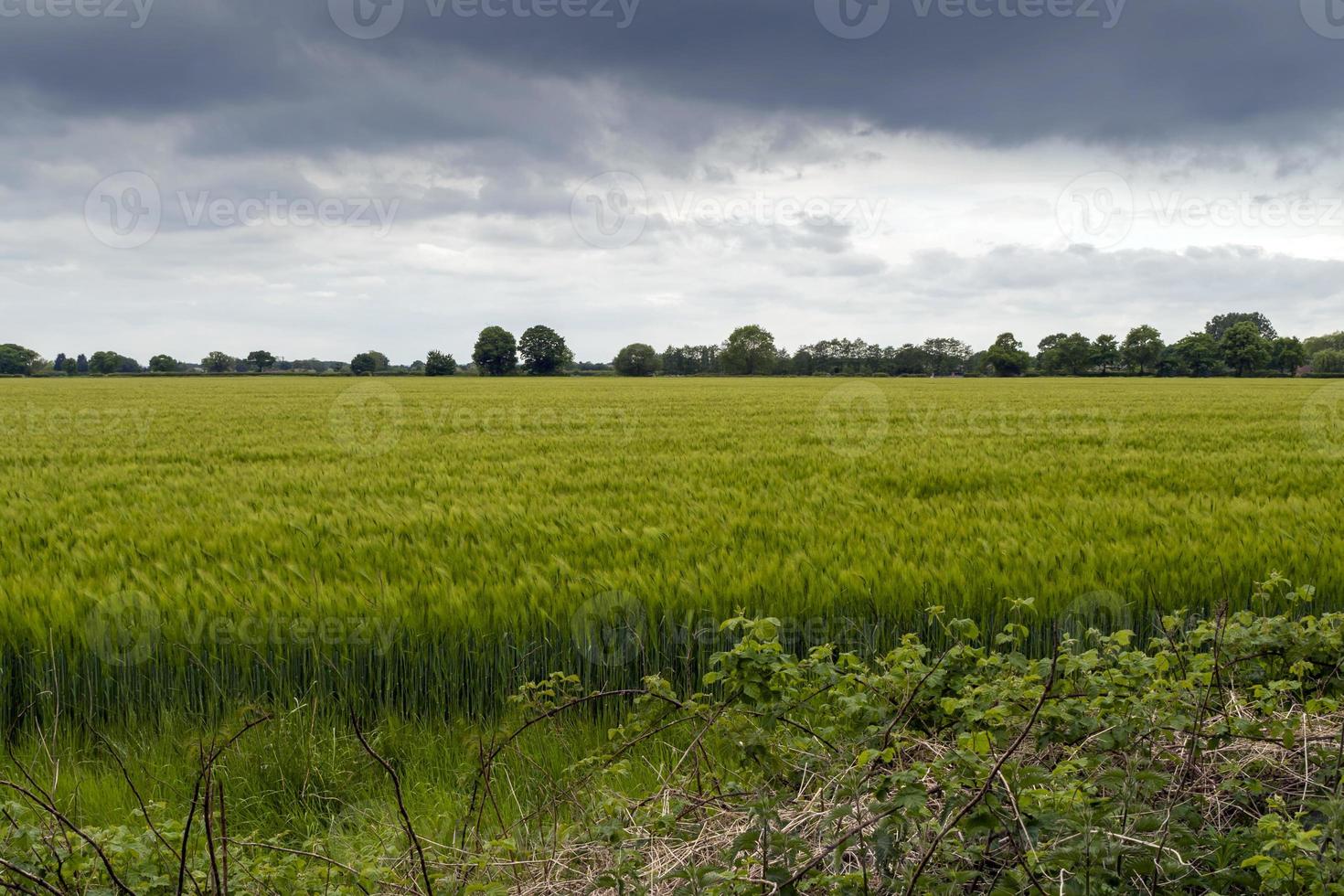 launischer Himmel über einem Weizenfeld foto