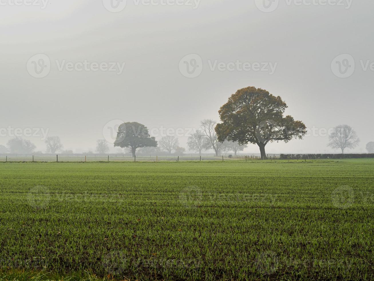 Bäume und Grasfeld an einem nebligen Morgen foto