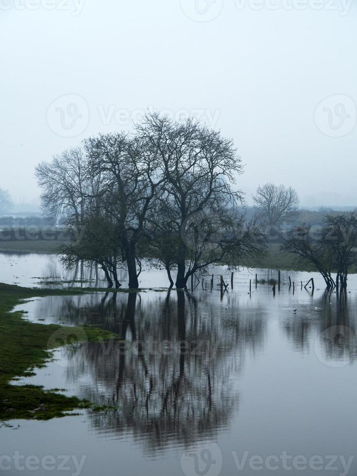 Winterbäume spiegeln sich in einem überfluteten Feld foto