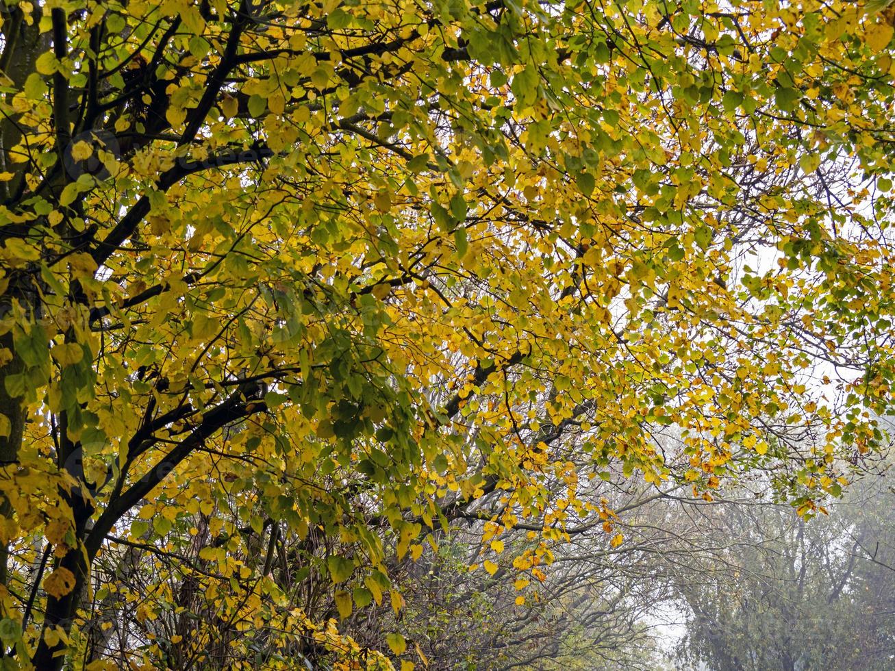 Nahaufnahme eines Baumes mit Herbstlaub foto