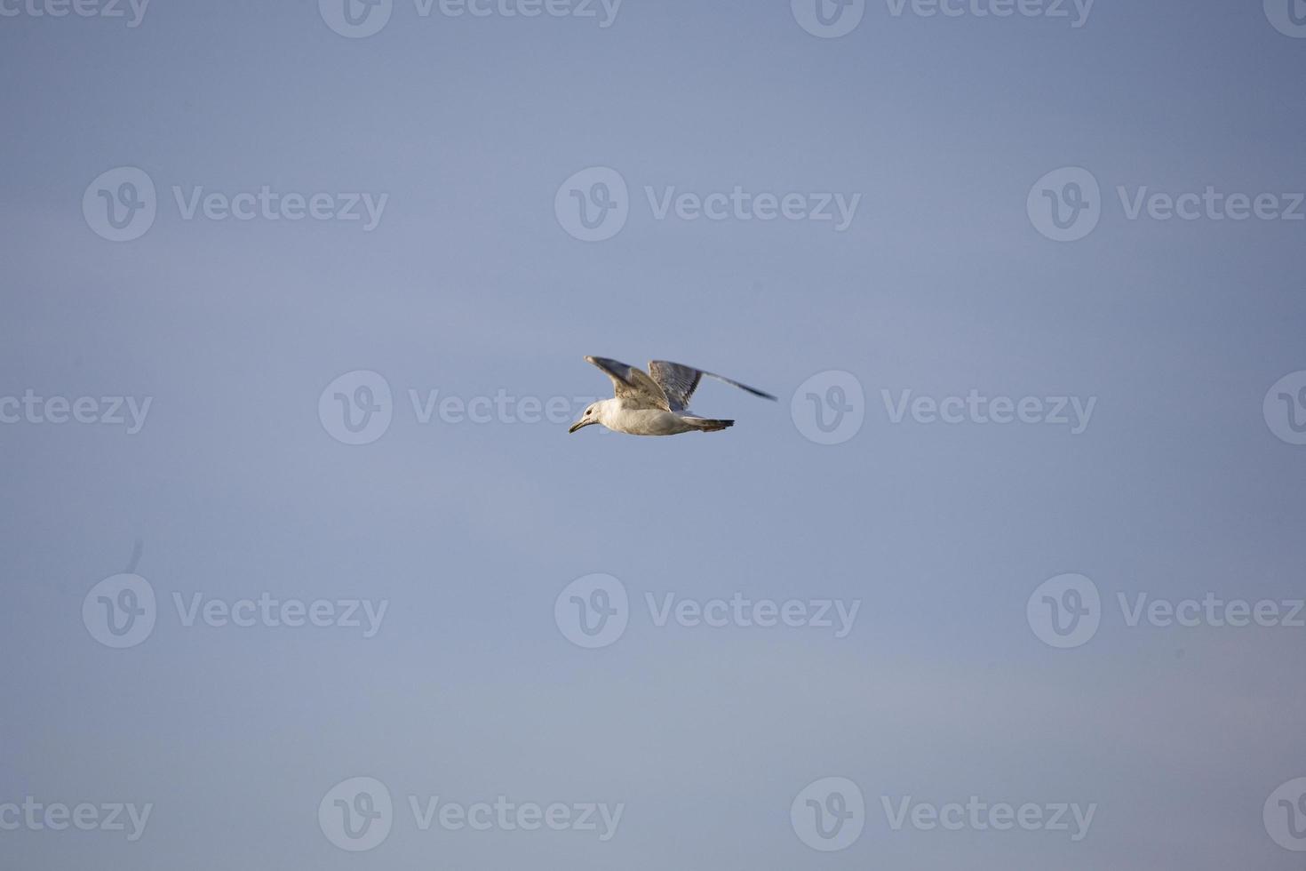 Vogel auf Himmel foto