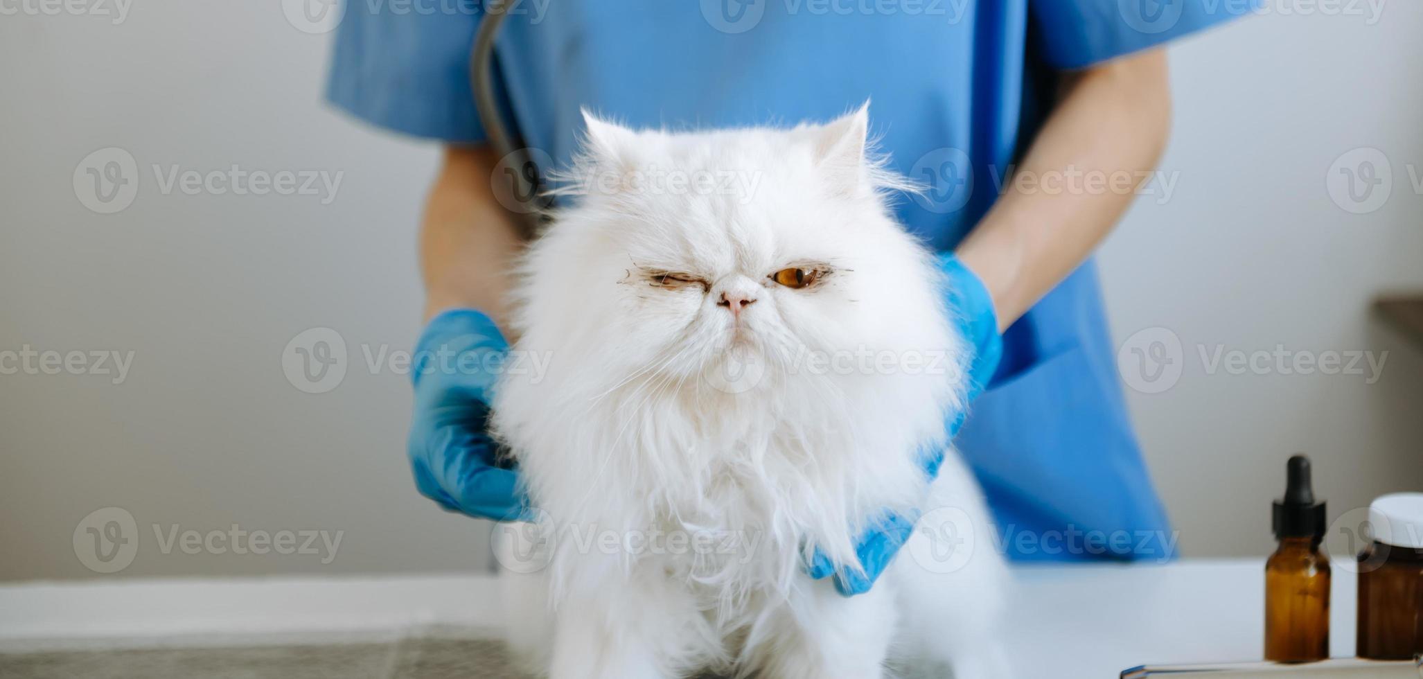 Tierärztin mit Stethoskop für süße Kätzchen und saubere Tierohren in der Tierklinik foto