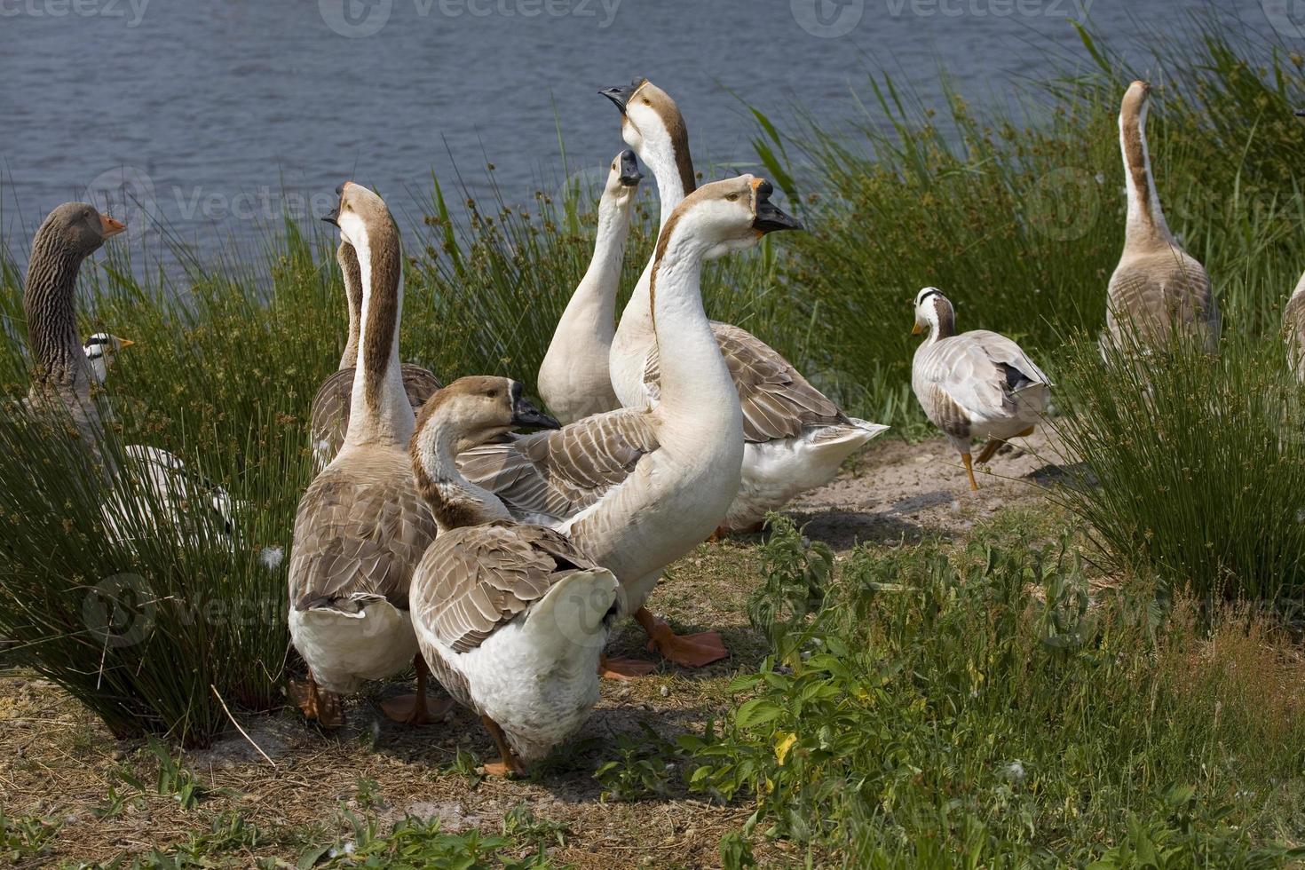 Gans auf Park foto