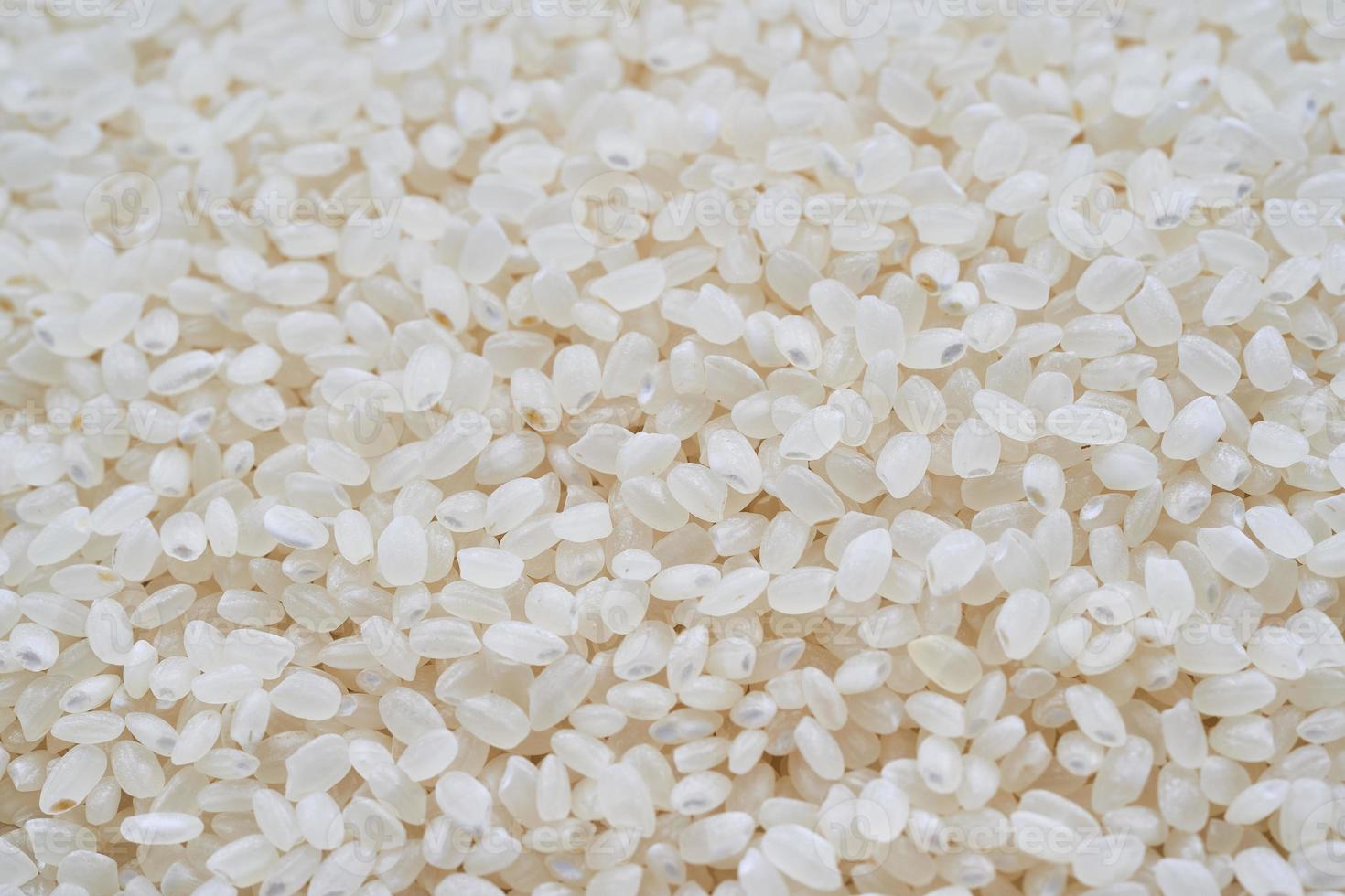 schließen oben kurz Korn Reis isoliert auf Weiß Hintergrund. japonica Reis Textur foto