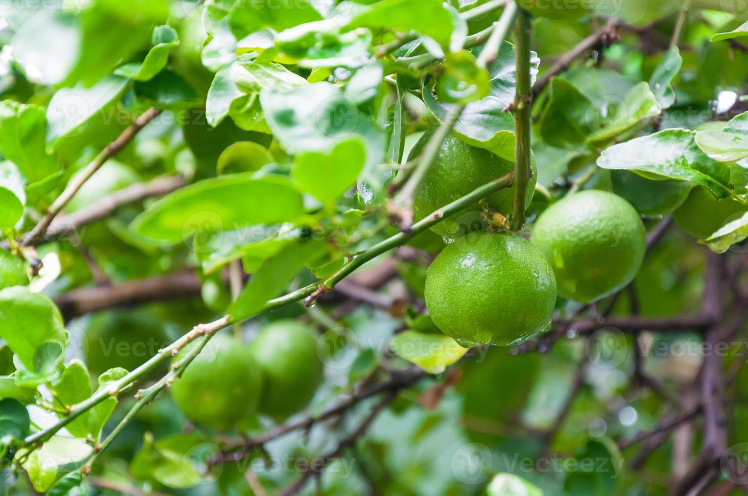 frisch Zitronen roh Grün Zitrone hängend auf ein Limette Baum im Garten, Zitronen Anbau foto